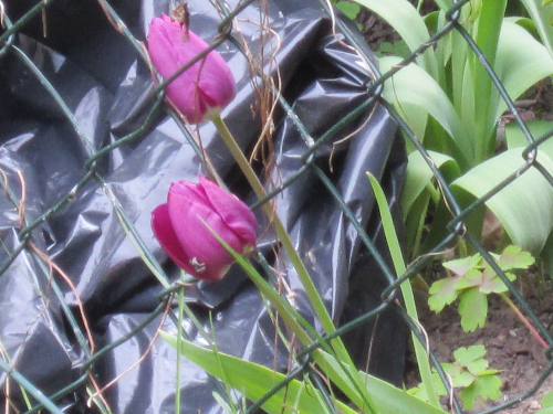 Gegensaetze Tulpen