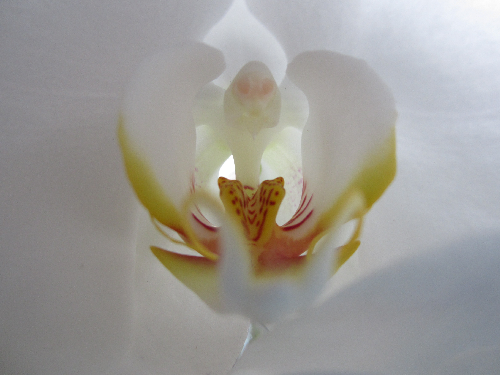 Orchidee